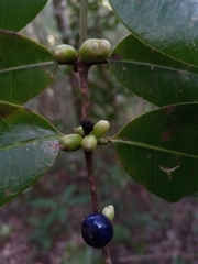 Saldinia proboscidea