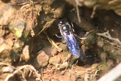 Trypoxylon lactitarse