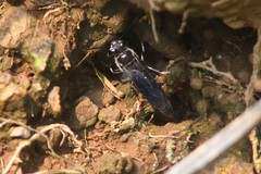 Trypoxylon lactitarse