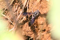 Trypoxylon lactitarse