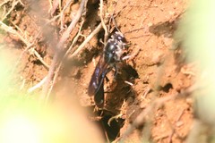 Trypoxylon lactitarse