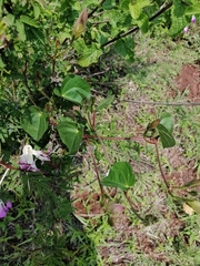 Ipomoea orizabensis novogaliciana