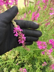 Lythrum salicaria