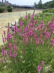 Lythrum salicaria