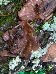 Auricularia angiospermarum