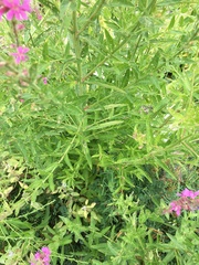 Lythrum salicaria