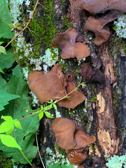 Auricularia angiospermarum