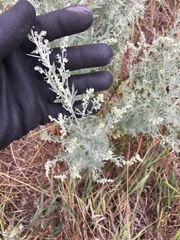 Artemisia absinthium