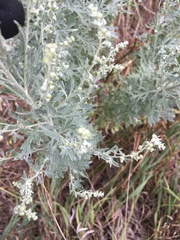 Artemisia absinthium