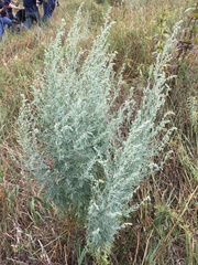 Artemisia absinthium