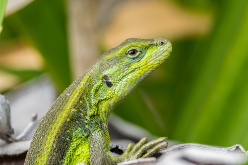 Cyan Tree Iguana