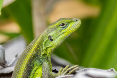 Liolaemus cyanogaster