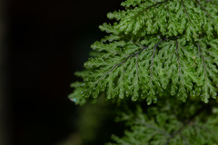 Hymenophyllum plicatum