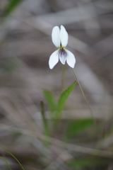 Viola lanceolata