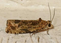 Olethreutes permundana