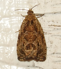 Olethreutes permundana