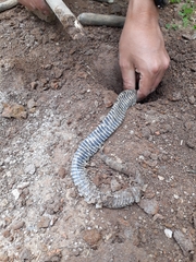 Crotalus polystictus