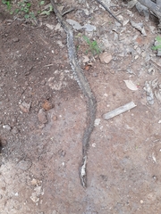 Crotalus polystictus