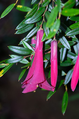 Philesia magellanica