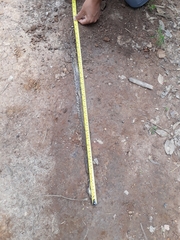 Crotalus polystictus