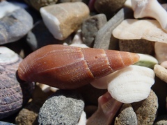 Isara carbonaria