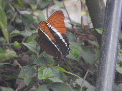 Siproeta epaphus epaphus