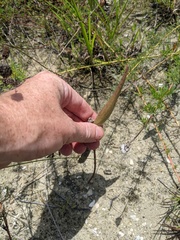 Asclepias amplexicaulis