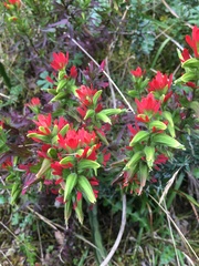 Castilleja fissifolia