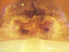 Synemosyna formica