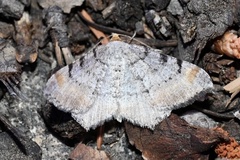 Macaria adonis