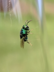 Euperilampus triangularis