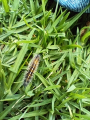 Catasticta teutila