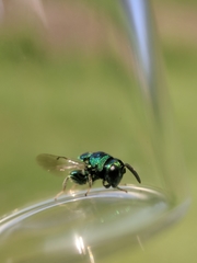 Euperilampus triangularis