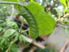 Acherontia