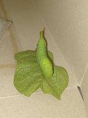 Acherontia