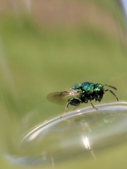 Euperilampus triangularis