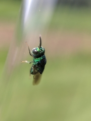 Euperilampus triangularis