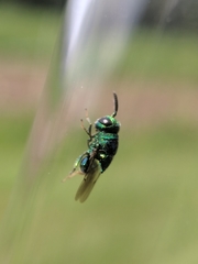 Euperilampus triangularis