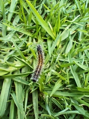 Catasticta teutila
