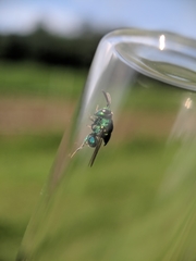 Euperilampus triangularis