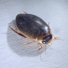 Rhantus frontalis