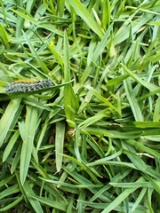 Catasticta teutila