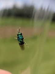 Euperilampus triangularis