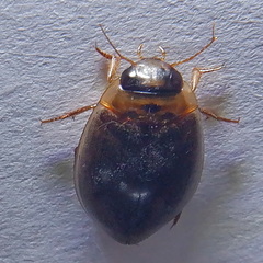 Rhantus frontalis