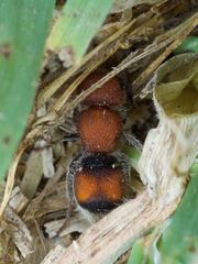 Pseudomethoca simillima