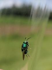 Euperilampus triangularis