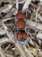 Pseudomethoca simillima