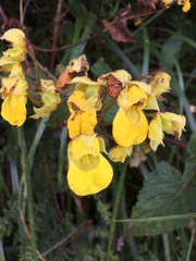 Calceolaria crenata