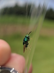 Euperilampus triangularis