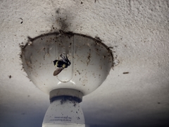 Bombus medius